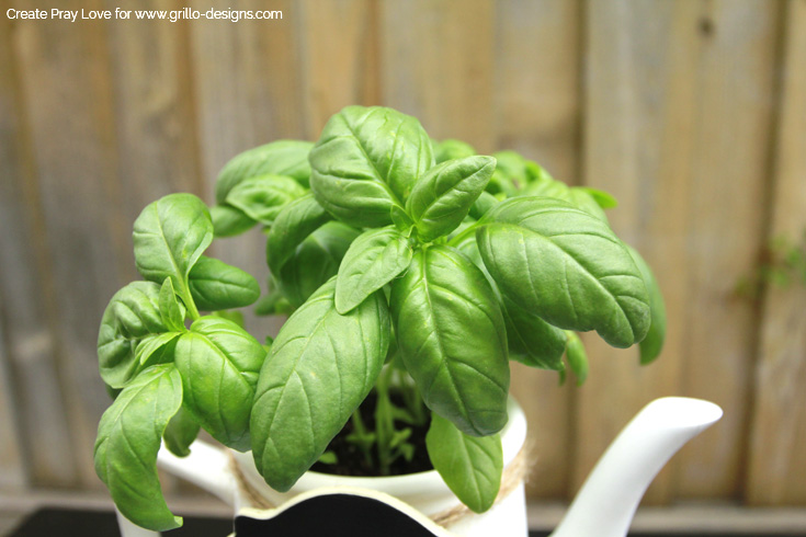 Simple Repurposed Teapot Herb Planter